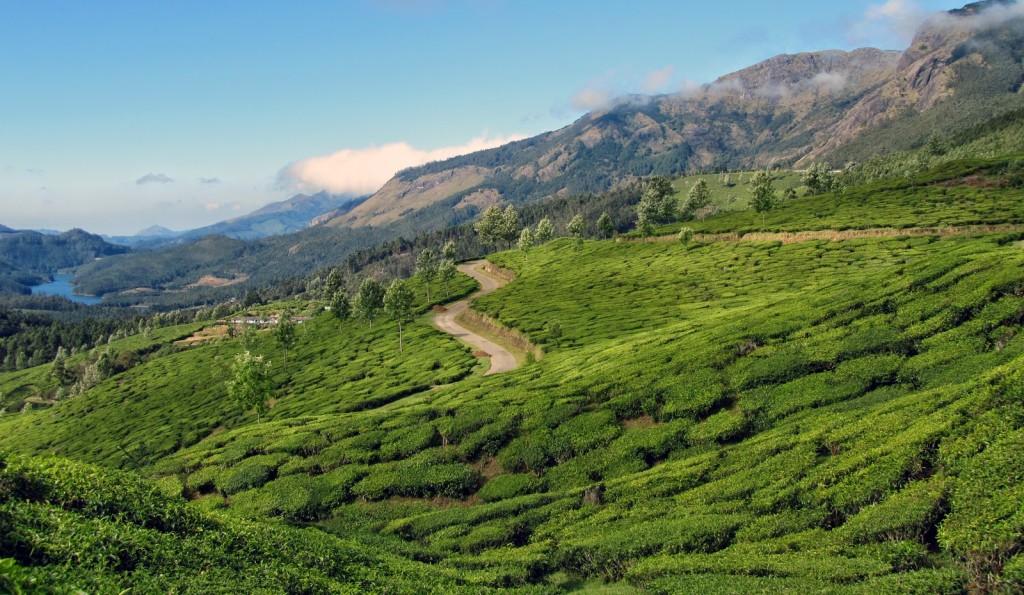 Best Detailed Tour Guide to Munnar - Kerala Tourism