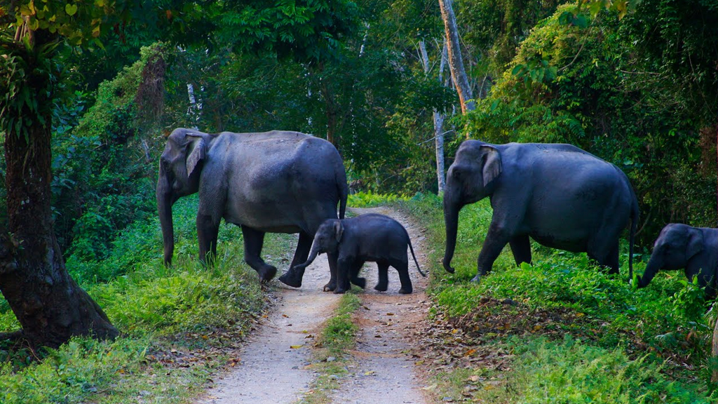 Begur-Wildlife-Sanctuary - Kerala Tourism